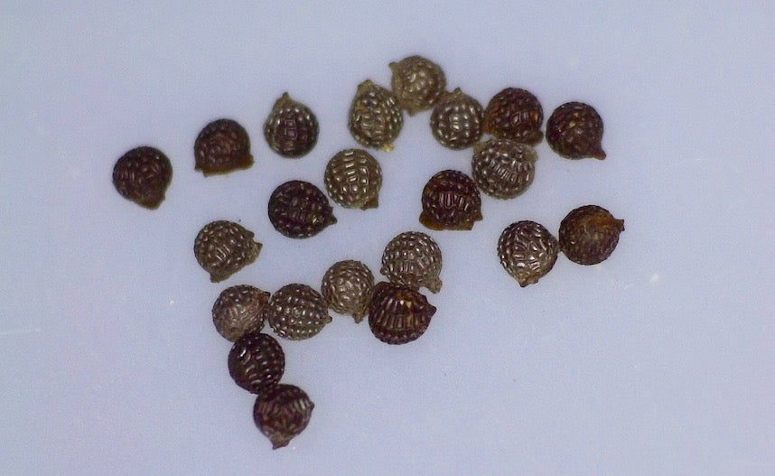 Argemone glauca, Hawaiian name: Pua kala