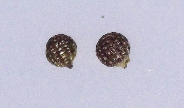 Argemone glauca, Hawaiian name: Pua kala