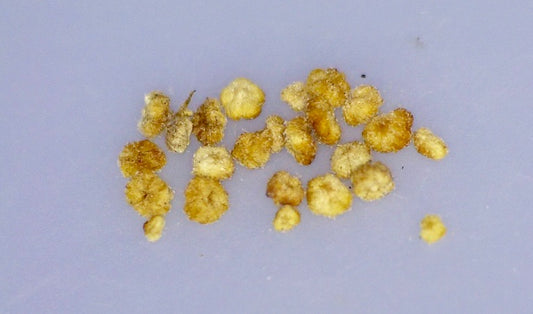 Chenopodium oahuense, Hawaiian name: Aweoweo