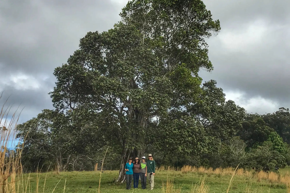 Three people standing in a grassy field with a large tree in the background