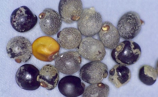 Dodonaea viscosa, Hawaiian name: 'A'ali'i