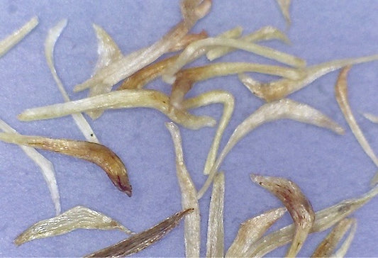 Metrosideros polymorpha, Hawaiian name: 'Ohi'a