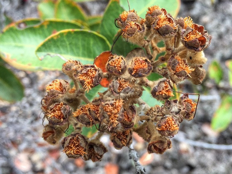 close-up of ʻōhiʻa seeds