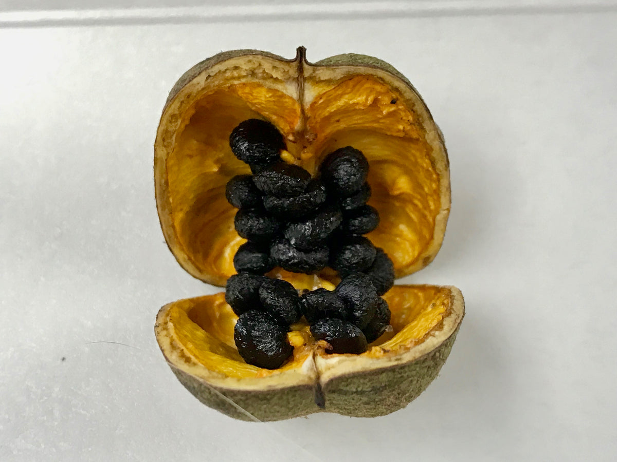 Split open hoʻawa fruit with dark seeds inside on a white background