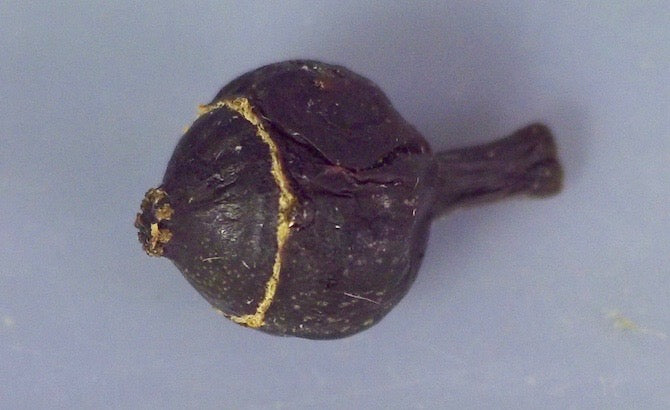 Polyscias sandwicensis, Hawaiian name: 'Ohe makai