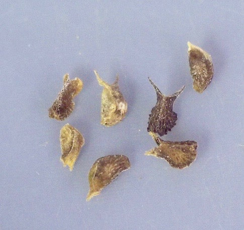 Sida fallax, Hawaiian name: 'Ilima