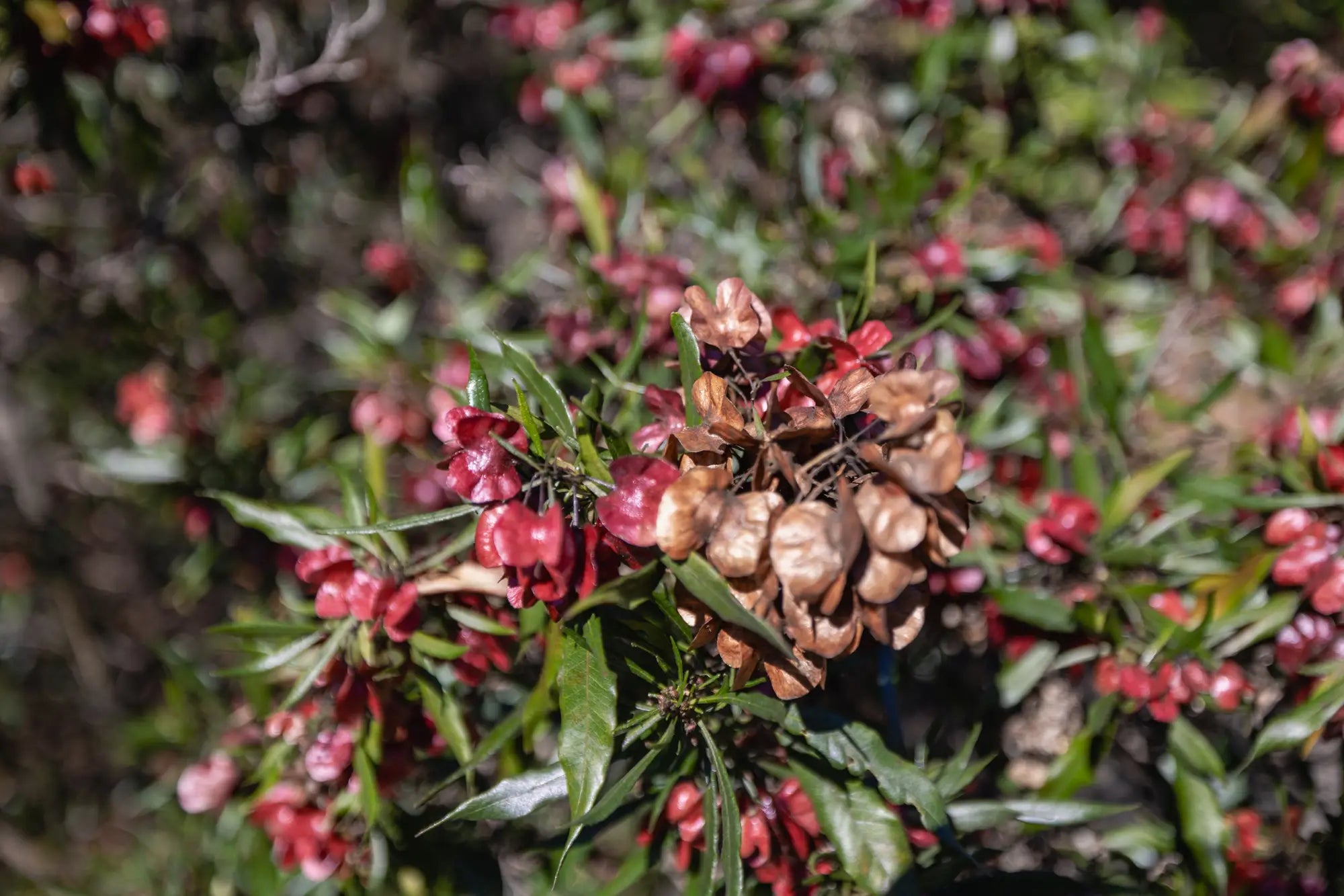 aʻaliʻi plant
