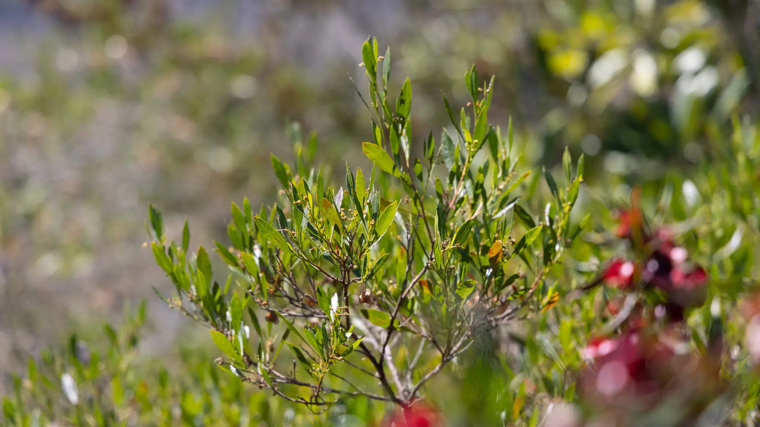 aʻaliʻi tree