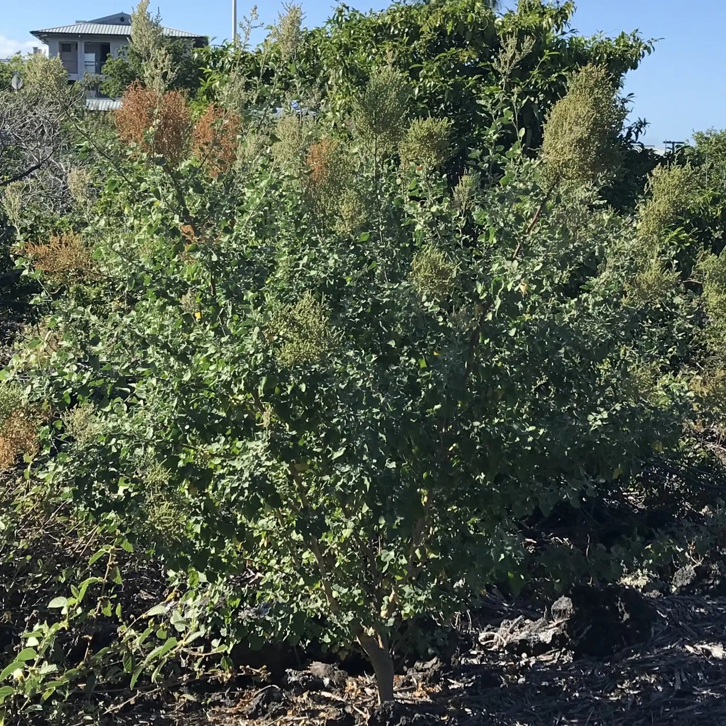 Aweoweo tree