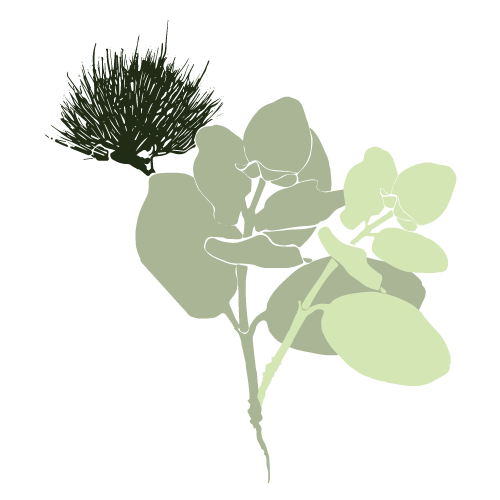 ohia illustration