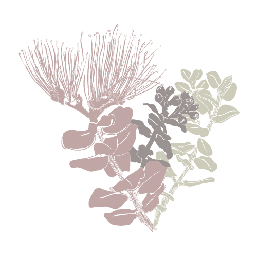 Illustration of floral and leaf shapes in soft colors on a light background
