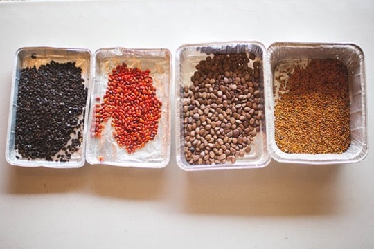 Four plastic containers with different types of seeds on a white background