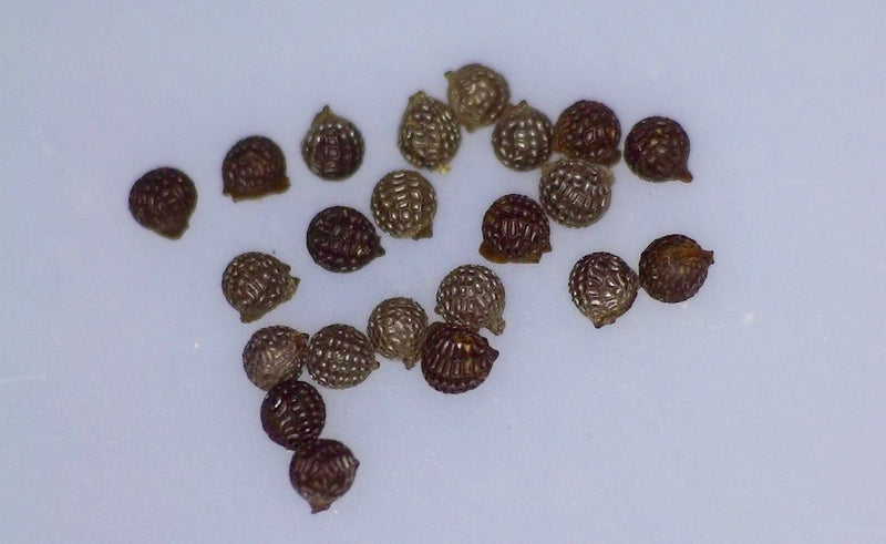 Argemone glauca, Hawaiian name: Pua kala