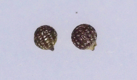 Argemone glauca, Hawaiian name: Pua kala