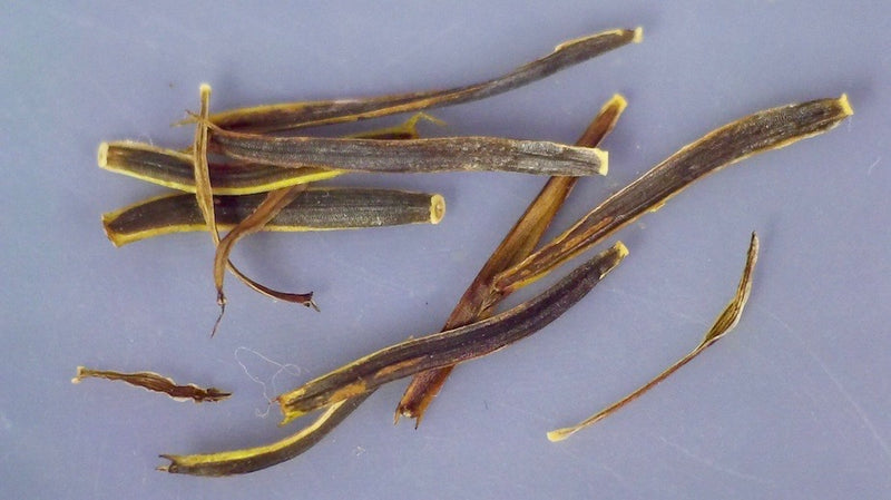 Bidens micrantha, Hawaiian name: Ko'oko'olau