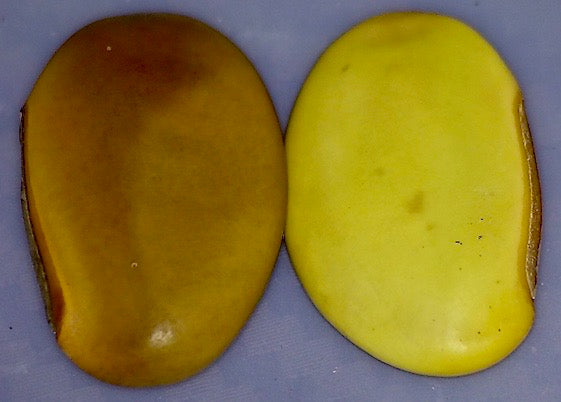 Canavalia hawaiiensis, Hawaiian name: Awikiwiki