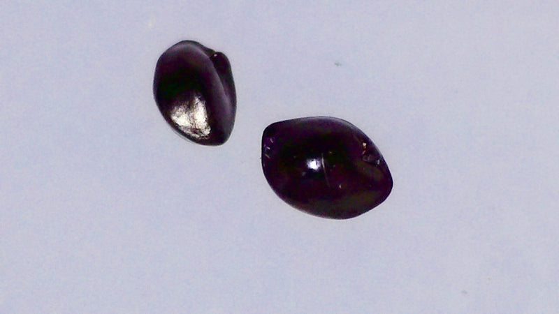 Dianella sandwicensis , Hawaiian name: 'uki