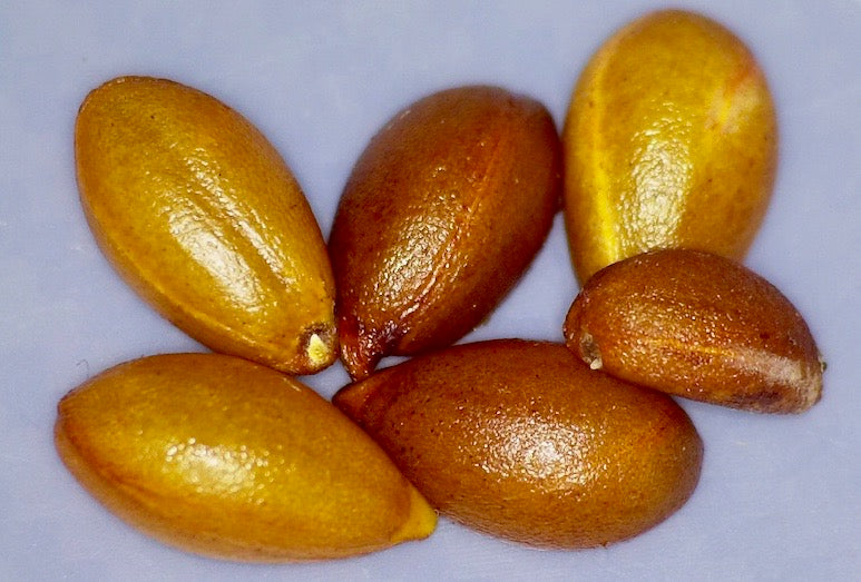 Diospyros sandwicensis, Hawaiian name: Lama