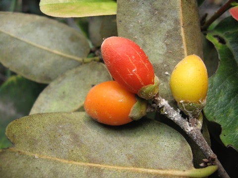 Lama seeds