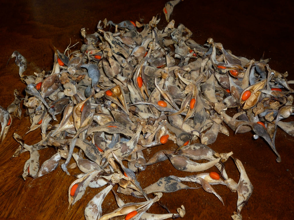 pile of wiliwili seeds