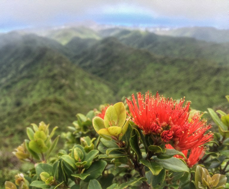 Close-up of a red lehua blossom with green leaves against a blurred mountainous background