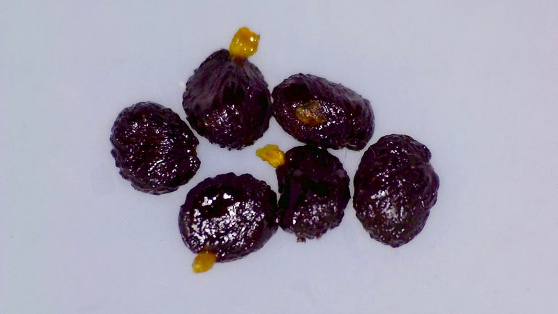 Pittosporum hosmeri, Hawiian name: Ho'awa