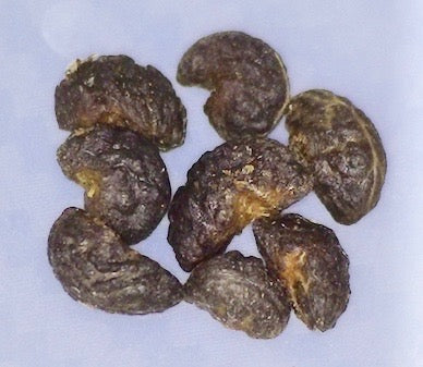 Psydrax odorata, Hawaiian name: Alahe'e