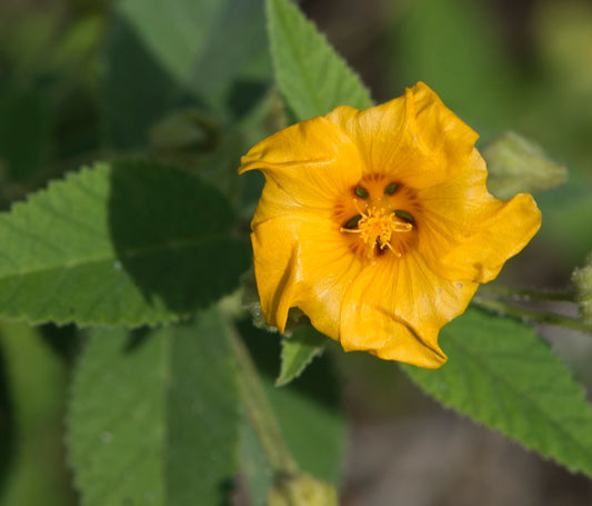 Yellow ʻilima flower with green leaves on a blurred natural background