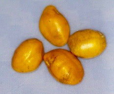 Sophora chrysopylla, Hawaiian name: Mamane
