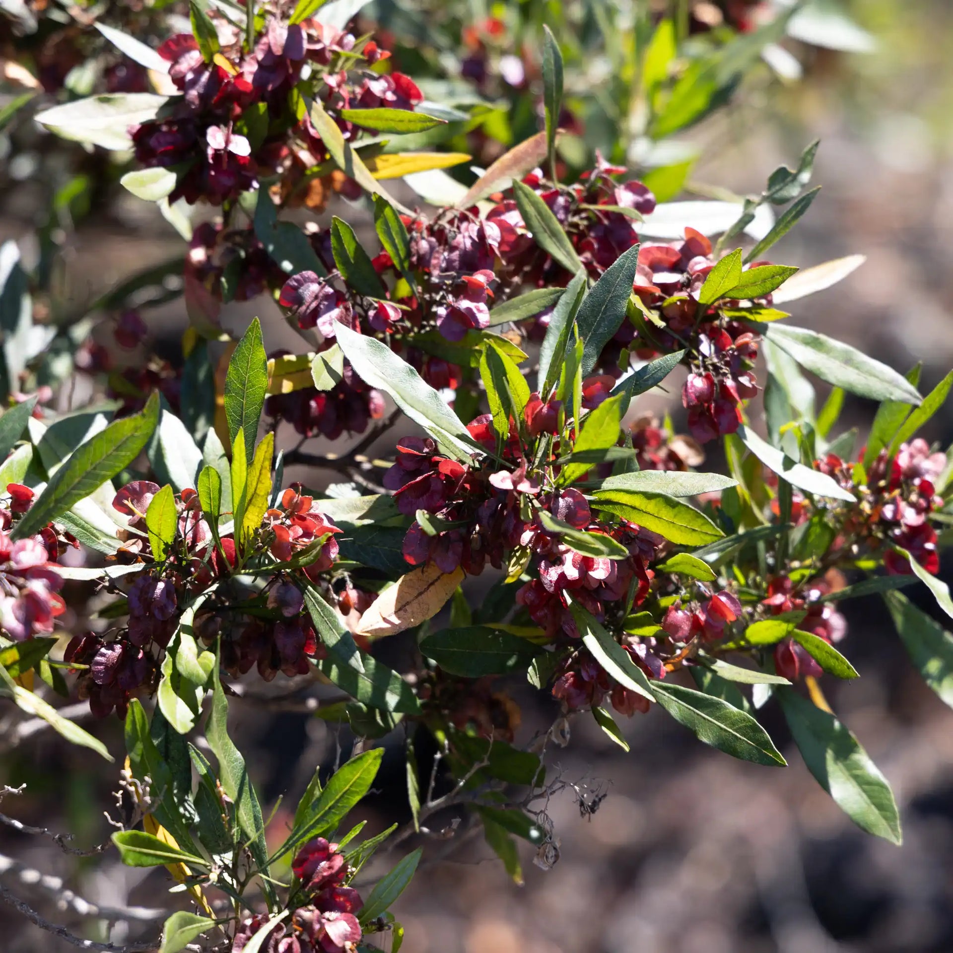 native hawaiian plant seeds Aʻaliʻi – Hawaii Island Seed Bank