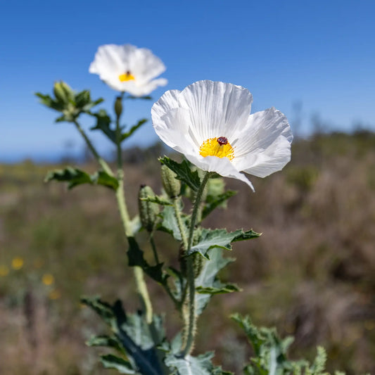 puakala plant