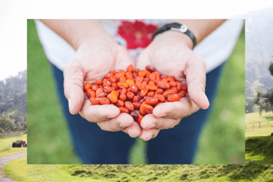 Hands holding wiliwili seeds with a blurred natural background